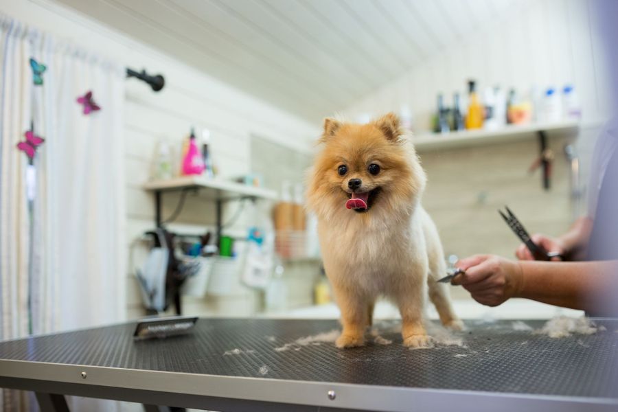 Mobile dog grooming for Oakley dogs