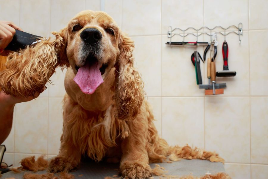 Mobile dog grooming for Bethel Island dogs