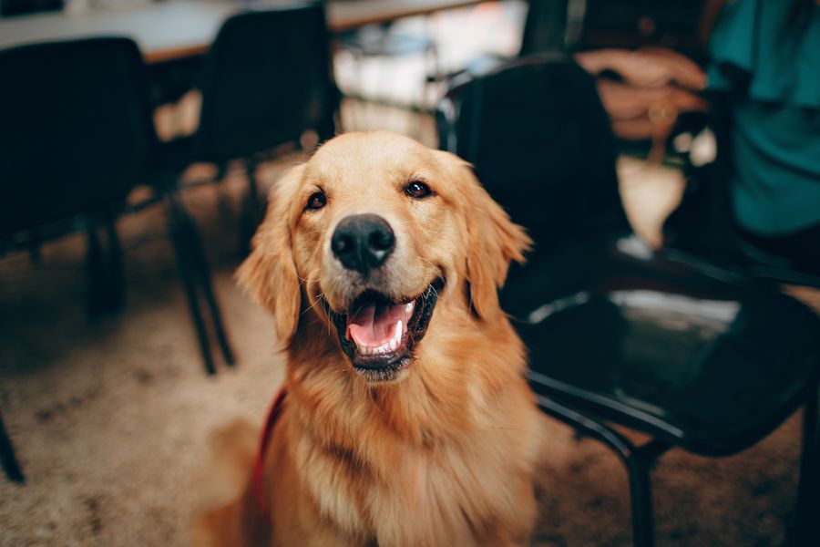 Mobile dog grooming for Brentwood dogs