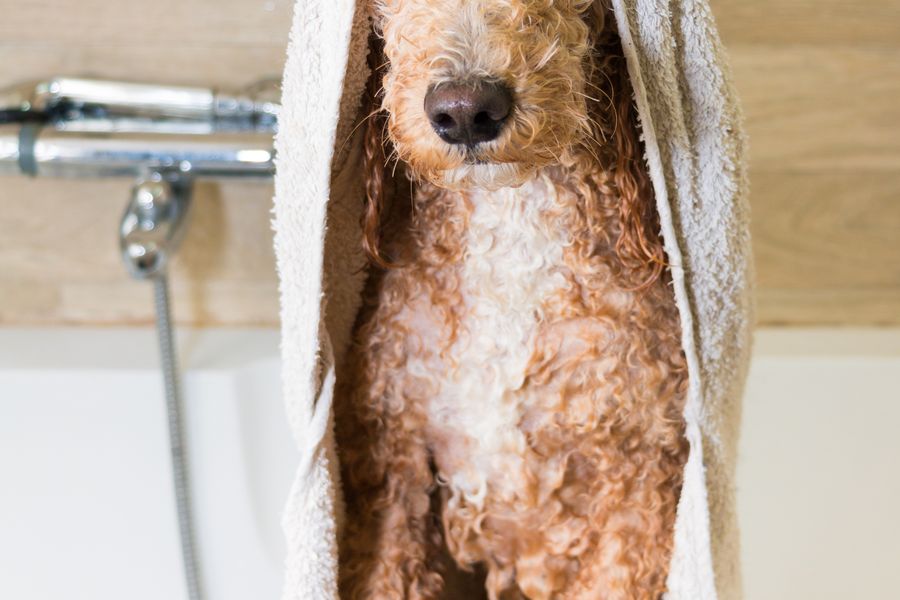 Bath & Brush at Rick's Mobile Dog Grooming