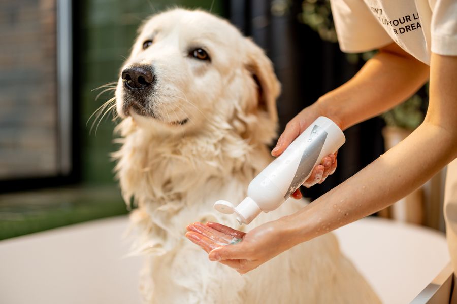 Flea & Medicated Baths at Rick's Mobile Dog Grooming