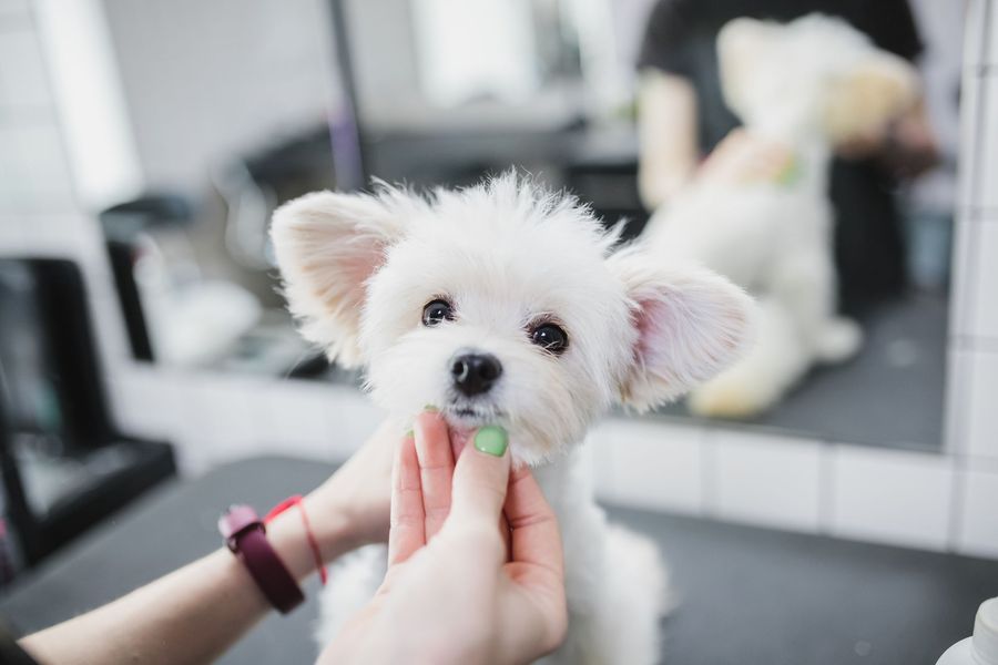 Mobile Full Grooming at Rick's Mobile Dog Grooming