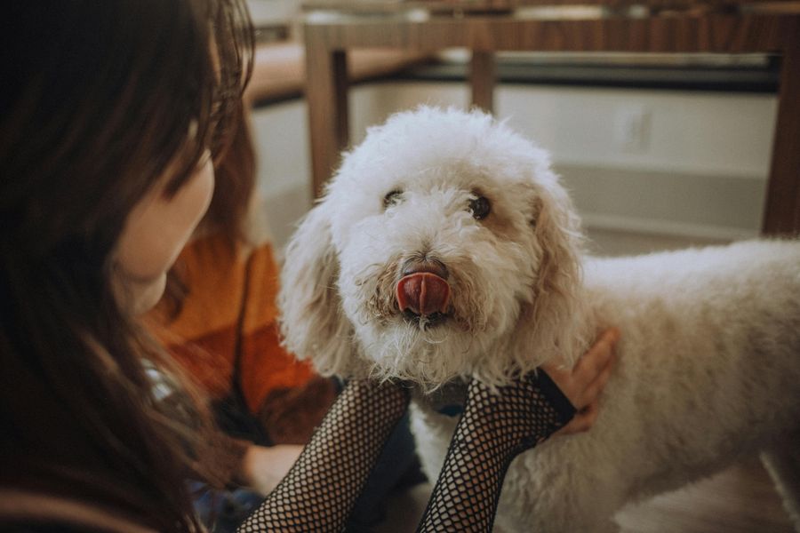 Mobile dog grooming gallery photo