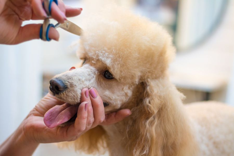 Mobile dog grooming gallery photo