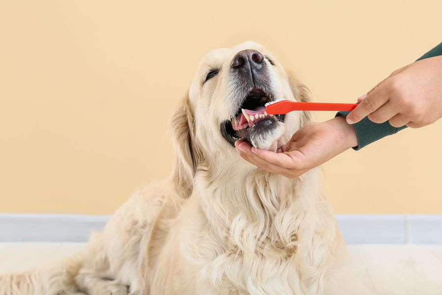 Mobile dog grooming gallery photo